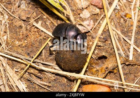 Le Plum Dung Beetle est principalement actif la nuit. Les adultes récupèrent les charrottes ainsi que les excréments frais. Ils roulent des boules de fumier pour pondre des œufs et enterrer. Banque D'Images