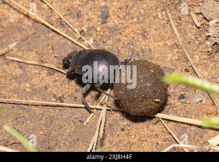 Le Plum Dung Beetle est principalement actif la nuit. Les adultes récupèrent les charrottes ainsi que les excréments frais. Ils roulent des boules de fumier pour pondre des œufs et enterrer. Banque D'Images