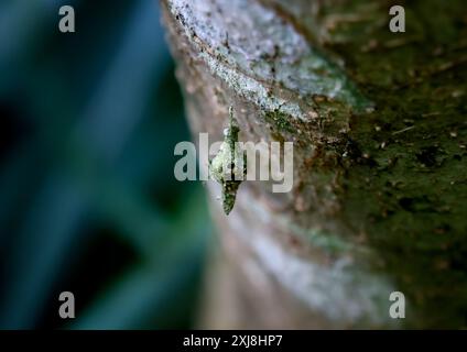 Vue détaillée d'une larve camouflée d'Eumeta japonica et de son cocon ; tons bruns terreux et texture visibles. Prise à Wulai, Taiwan. Banque D'Images