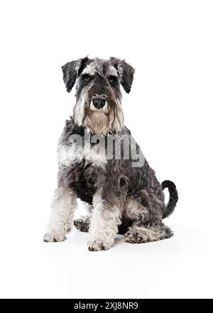Magnifique et jeune Schnauzer est fièrement assis, mettant en valeur sa barbe distinctive et ses yeux expressifs et intelligents sur fond blanc de studio. Banque D'Images