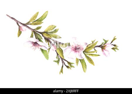 Branche d'arbre de fleur d'amande avec des bourgeons de feuilles et des fleurs. Illustration d'aquarelle de printemps dessinée à la main. Fleur pomme ou Clipart cerise pour carte de voeux Banque D'Images