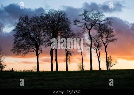 Folly Clump, un groupe d'arbres au-dessus de Children Warren sur le chemin Ridgeway, près de Letcombe Bassett Banque D'Images