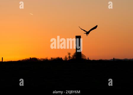 Un hibou de grange, en silhouette, vole de son perchoir, contre un ciel de coucher de soleil Banque D'Images