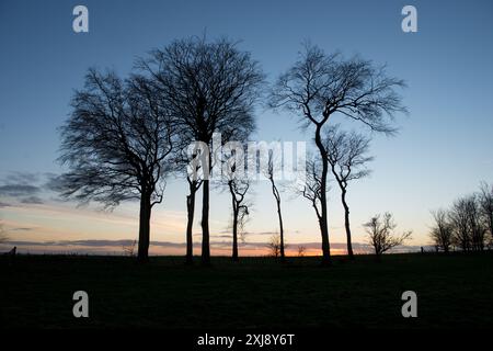 Folly Clump, un groupe d'arbres au-dessus de Children Warren sur le chemin Ridgeway, près de Letcombe Bassett Banque D'Images