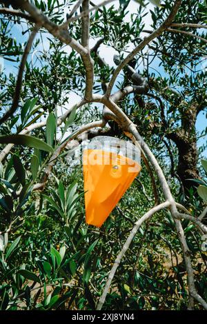 Un piège à mouches Bactrocera oleae, dont les larves se nourrissent du fruit des oliviers, pend aux branches d'un olivier, dans un bosquet en Catalogne, S. Banque D'Images