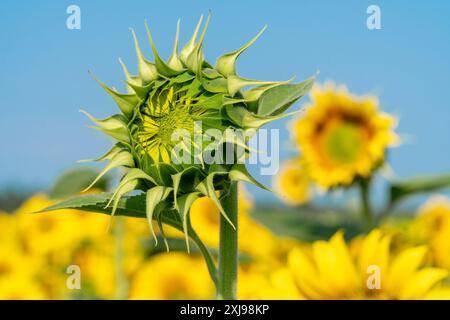 Tournesol rprêt à fleurir sur le champ d'un agriculteur. Concept d'agriculture biologique et de production d'huile végétale Banque D'Images