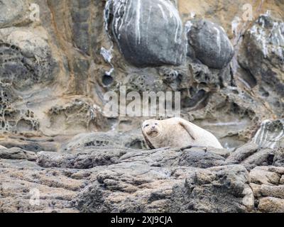 Phoque commun adulte Phoca vitulina, tiré et reposant sur une corniche rocheuse au large de Newport Beach, Californie, États-Unis d'Amérique, Amérique du Nord Copyr Banque D'Images