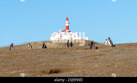 Manchots magellaniques avec le phare emblématique en arrière-plan sur l'île de Magdalena, Punta Arenas, Chili. Banque D'Images