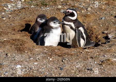 Deux manchots magellaniques jeunes et un adulte au nid de l'île de Magdalena, Punta Arenas, Chili. Banque D'Images