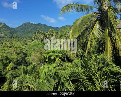 Rainforest, Rarotonga, Îles Cook, Pacifique Sud, Pacifique Copyright : GeraintxTellem 1365-556 Banque D'Images