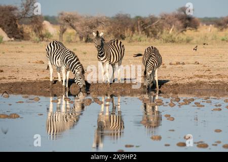 Zèbre des plaines Equus quagga buvant au trou d'eau, parc national de Nxai Pan, Botswana, Afrique Copyright : SergioxPitamitz 741-6525 Banque D'Images