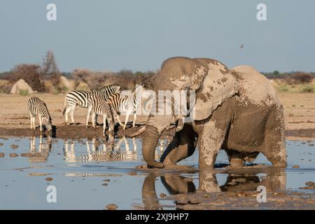 Éléphant d'Afrique Loxodonta africana et zèbres de plaine Equus quagga au trou d'eau, parc national de Nxai Pan, Botswana, Afrique Copyright : SergioxPitamitz 74 Banque D'Images