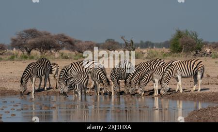 Zèbre des plaines Equus quagga buvant au trou d'eau, parc national de Nxai Pan, Botswana, Afrique Copyright : SergioxPitamitz 741-6569 Banque D'Images