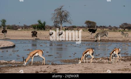 Autruches Struthio camelus, zèbres des plaines Equus quagga et springboks Antidorcas marsupialis à un point d'eau, parc national de Nxai Pan, Botswana, Afrique Banque D'Images