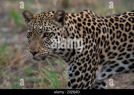 Portrait d'un léopard Panthera pardus, Savuti, Parc national de Chobe, Botswana, Afrique Copyright : SergioxPitamitz 741-6607 Banque D'Images