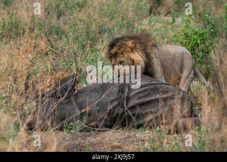 Un lion mâle Panthera leo se nourrit d'un éléphant d'Afrique Loxodonta africana, Savuti, Parc national de Chobe, Botswana, Afrique Copyright : SergioxPitamitz 741 Banque D'Images