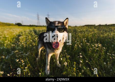 Photo drôle avec des animaux, un chien Husky ??dans des lunettes de soleil dans le champ le jour d'été. Banque D'Images