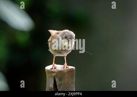 Prunelle modularis Orthoptera dunnock sur une pierre tombale dans un cimetière sur un fond flou a une sauterelle verte dans son bec Banque D'Images