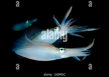Calmar du récif Bigfin Sepioteuthis lessoniana ayant des œufs pondus le long d'une ligne de bouées, pris au crépuscule, détroit de Lembeh, Indonésie, Asie du Sud-est Banque D'Images