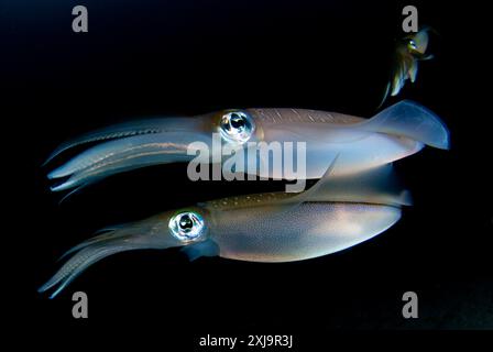 Calmar du récif de Bigfin Sepioteuthis lessoniana, tendant des œufs qui ont été pondus le long d'une ligne de bouées, pris au crépuscule, détroit de Lembeh, Indonésie, ASI Sud-est Banque D'Images