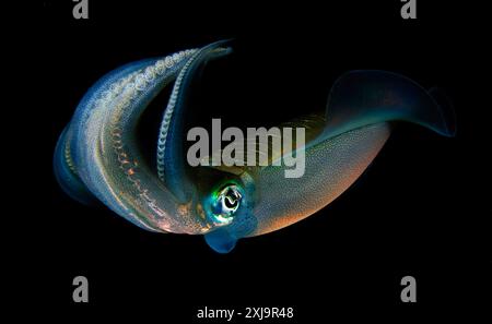 Calmar du récif de Bigfin Sepioteuthis lessoniana, tendant des œufs qui ont été pondus le long d'une ligne de bouées, pris au crépuscule, détroit de Lembeh, Indonésie, ASI Sud-est Banque D'Images