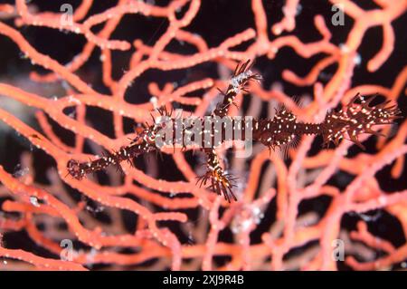 Solenostomus paradoxus paradoxus, un corail fantôme orné noir et jaune, photographié contre le corail, les îles Russell, les îles Salomon, le Pacifique Sud, Pacific Copyr Banque D'Images