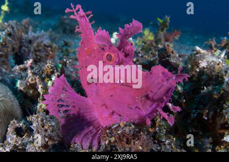 Un lambeau rose vif rose violet Scorpionfish Rhinopias eschmeyeri sur sable volcanique, Tulamben, Bali, Indonésie, Asie du Sud-est, Asie Copyright : RyanxR Banque D'Images