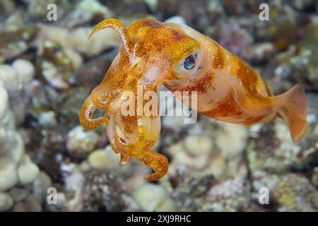 Le calmar ovale mâle Sepioteuthis lessoniana, peut atteindre 14 pouces de longueur, Hawaï, États-Unis d'Amérique, Pacifique, Amérique du Nord Copyright : RyanxR Banque D'Images