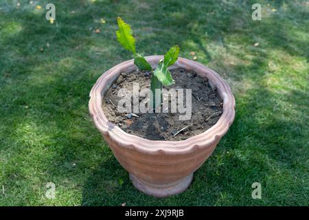 Cactus aux fruits du dragon dans un grand pot en terre cuite Banque D'Images