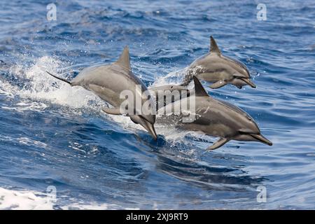 Les dauphins Spinner Stenella longirostris bondissent dans les airs en même temps, Hawaï, États-Unis d'Amérique, Pacifique, Amérique du Nord Copyright : RyanxRo Banque D'Images