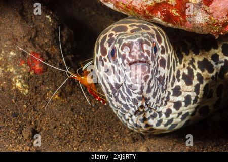 Une crevette nettoyante Lysmata amboinensis inspectant une moraie en nid d'abeille Gymnothorax favageneus, Philippines, Asie du Sud-est, Asie Copyright : RyanxRossot Banque D'Images