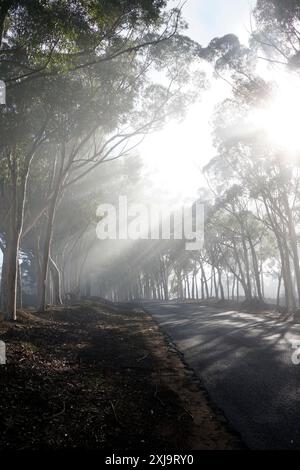 Old Malmesbury Road bordée d'arbres, Swartland, Afrique du Sud par un matin brumeux. Banque D'Images