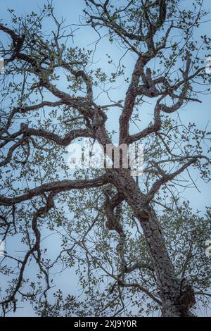 Tronc et branches rugueux avec peu de feuilles d'un vieux chêne au crépuscule. Banque D'Images