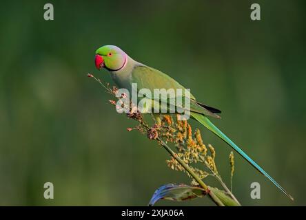 Perruche à anneaux de rose - Un bel oiseau de la famille perruche, trouvé dans tout le sous-continent indien. Banque D'Images