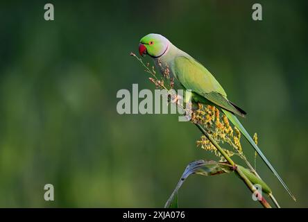 Perruche à anneaux de rose - Un bel oiseau de la famille perruche, trouvé dans tout le sous-continent indien. Banque D'Images