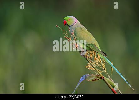 Perruche à anneaux de rose - Un bel oiseau de la famille perruche, trouvé dans tout le sous-continent indien. Banque D'Images