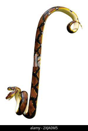 Rendu 3D d'un python réticulé ou Python reticulatus, une espèce de python trouvée en Asie du Sud-est Banque D'Images