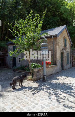 Europe, Luxembourg, près de Differdange, Station fond-de-gras avec bâtiment utilitaire et chien d'eau portugais Banque D'Images