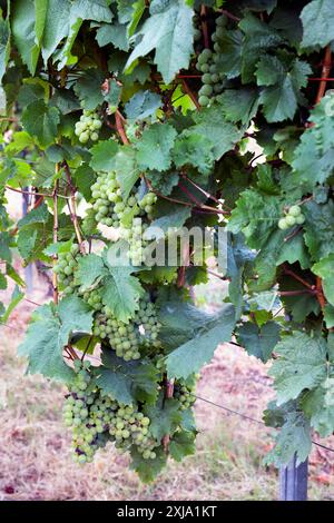 Europe, Luxembourg, Greiveldange, raisins de vin cultivés dans les vignobles de la Moselle Banque D'Images