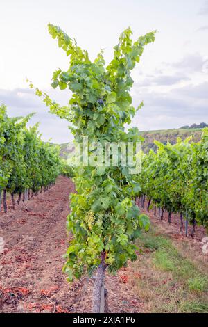 Europe, Luxembourg, Greiveldange, Rows of Grape vignes poussant dans la Moselle vignobles pour produire des vins mousseux Crémant Banque D'Images