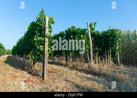 Europe, Luxembourg, près de Greiveldange, rangées de vignes cultivées dans les vignobles de la Moselle (pour produire les célèbres vins mousseux Crémant) Banque D'Images