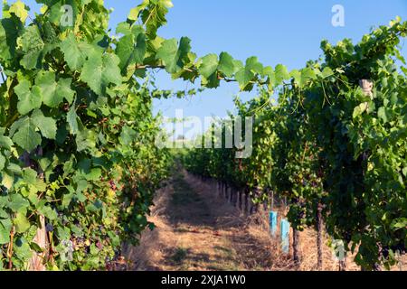 Europe, Luxembourg, près de Greiveldange, rangées de vignes poussant dans la région Moselle vignobles pour produire des vins mousseux Crémant Banque D'Images