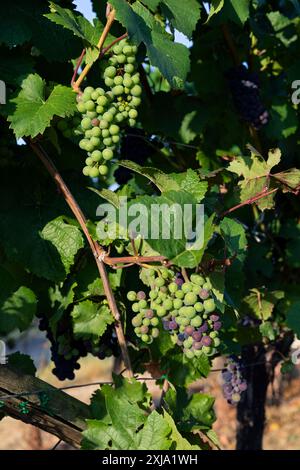 Europe, Luxembourg, près de Greiveldange, des raisins poussent dans les vignobles de la Moselle pour produire des vins mousseux Crémant Banque D'Images