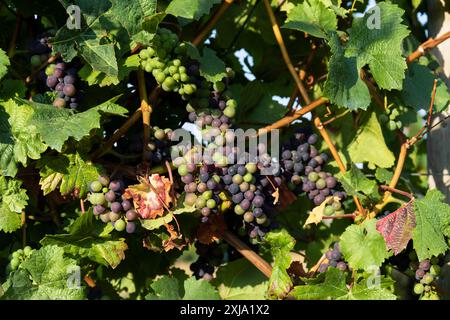 Europe, Luxembourg, près de Greiveldange, raisins cultivés dans les vignobles de la Moselle (pour produire des vins mousseux Crémant) Banque D'Images