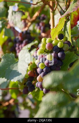 Europe, Luxembourg, près de Greiveldange, des raisins poussent dans les vignobles de la Moselle pour produire des vins mousseux Crémant Banque D'Images