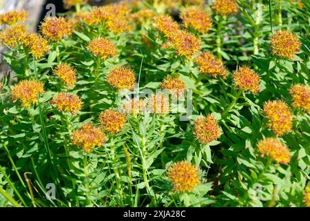 Belles fleurs de Rhodiola rosea. Racine dorée, racine de rose, roseroot, tige d'Aaron, racine arctique, couronne de king, lignum rhodium, orpin rose. Banque D'Images