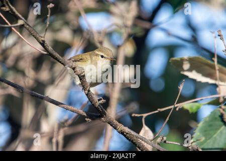 Le chiffchaff commun (Phylloscopus collybita), une paruline commune et répandue, à Binsar dans l'Uttarakhand, en Inde Banque D'Images