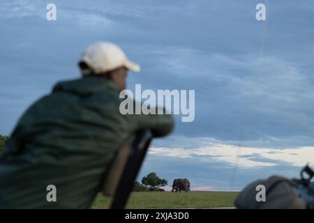 Les éléphants, Loxodonta africana, paissent sur l'herbe pendant qu'un traqueur les observe. Banque D'Images