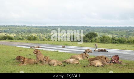 Une fierté de lions, Panthera Leo, et hyène, Hyaenidae, avec une carcasse de zèbre. Banque D'Images