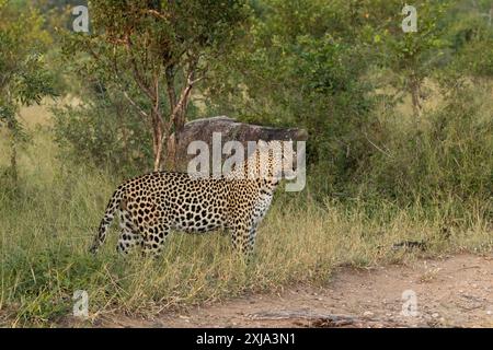 Un léopard mâle, Panthera pardus, debout dans de longues herbes, regardant dehors, vue de côté. Banque D'Images